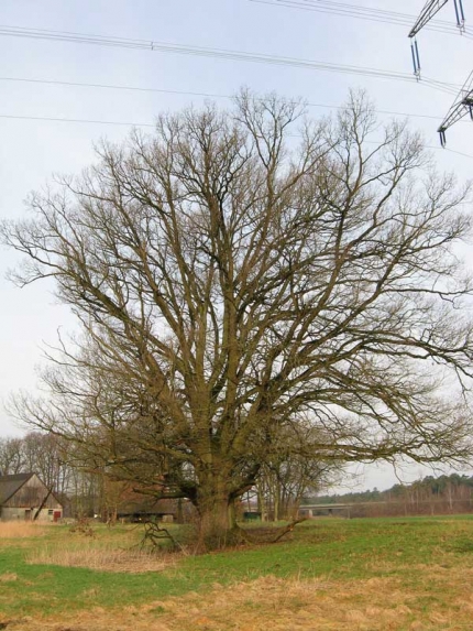 Bild 1 von Eiche auf dem Hof Eschenbusch